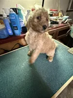 Creamy, a female Labradoodle for sale in Searcy, AR – Photo 2 of 4