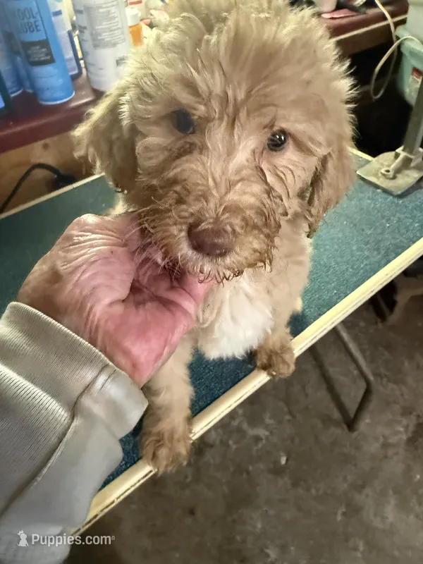 Creamy – Labradoodle puppy for sale in Searcy, AR