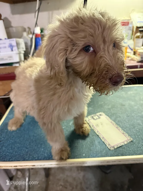 Creamy – Labradoodle puppy for sale in Searcy, AR