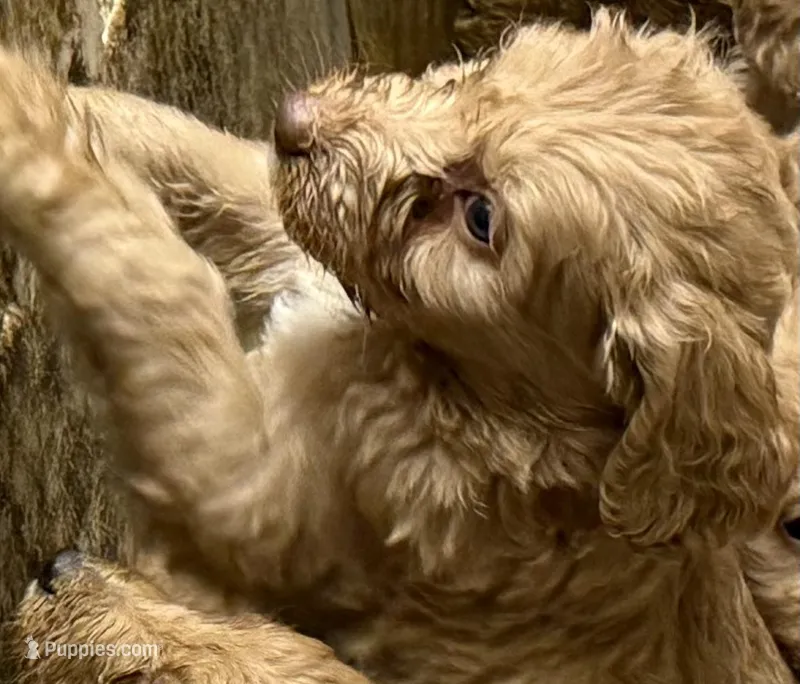 Creamy – Labradoodle puppy for sale in Searcy, AR