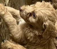Creamy, a female Labradoodle for sale in Searcy, AR – Photo 3 of 4