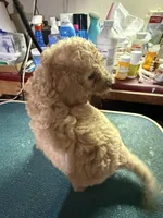 Creamy, a female Labradoodle for sale in Searcy, AR – Photo 1 of 4