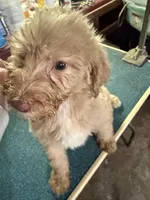 Creamy, a female Labradoodle for sale in Searcy, AR – Photo 1 of 5