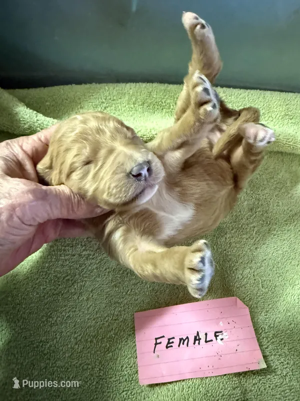 Creamy, a female Labradoodle for sale in Searcy, AR – Photo 1 of 1