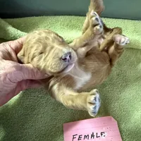 Creamy, a female Labradoodle for sale in Searcy, AR – Photo 4 of 4