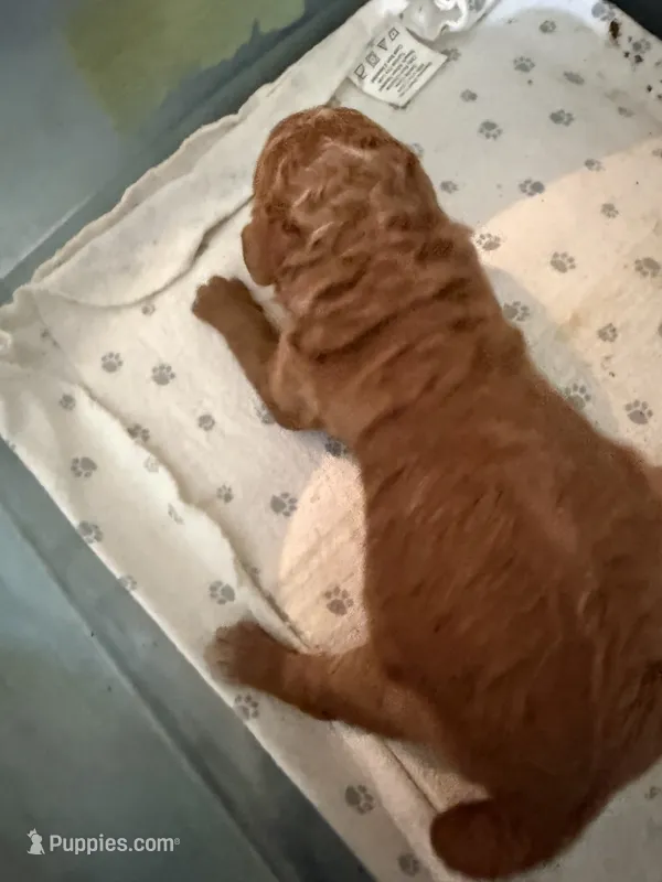 Rose – Labradoodle, Poodle - Standard  puppy for sale in Searcy, AR