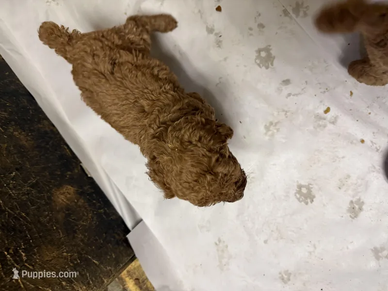 Rose, a female Poodle - Standard  for sale in Searcy, AR – Photo 1 of 2