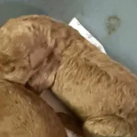 Rose, a female Poodle - Standard  for sale in Searcy, AR – Photo 2 of 2