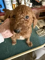 Rose, a female Poodle - Standard  for sale in Searcy, AR – Photo 1 of 4