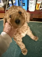 Rose, a female Poodle - Standard  for sale in Searcy, AR – Photo 2 of 4