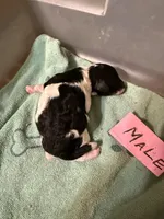 Black w/white, a male Poodle - Toy  for sale in Searcy, AR – 1 of 1