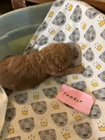Rose, a female Labradoodle and Poodle - Standard  for sale in Searcy, AR – 4 of 7