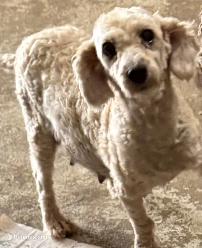 Toys – Poodle - Toy  puppy for sale in Searcy, AR