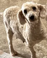 Toys, a  Poodle - Toy  for sale in Searcy, AR – 1 of 2