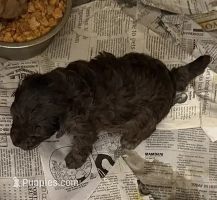 Cocoa  – Aussiedoodle puppy for sale in Searcy, AR