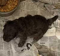 Cocoa , a male Aussiedoodle for sale in Searcy, AR – 4 of 10