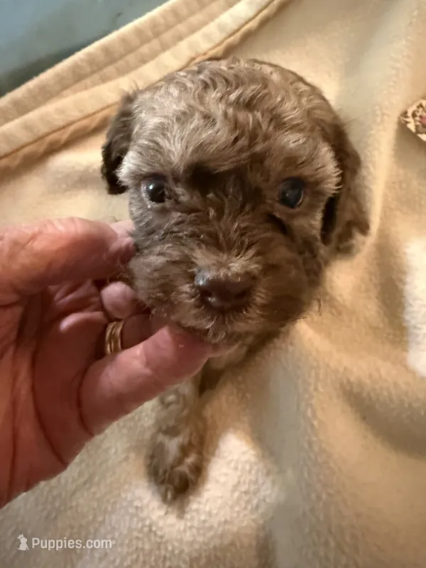 Jasper – Poodle - Toy  puppy for sale in Searcy, AR