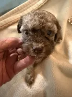 Jasper, a male Poodle - Toy  for sale in Searcy, AR – 1 of 1