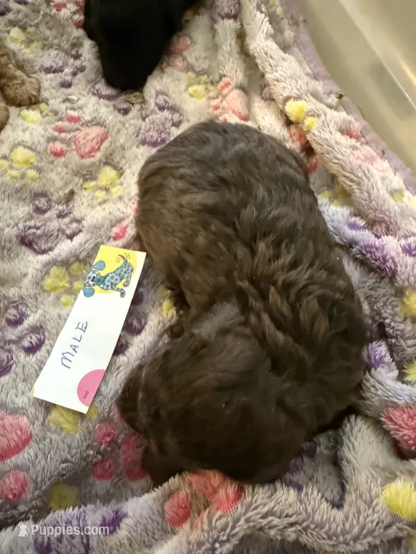 Cocoa  – Aussiedoodle puppy for sale in Searcy, AR