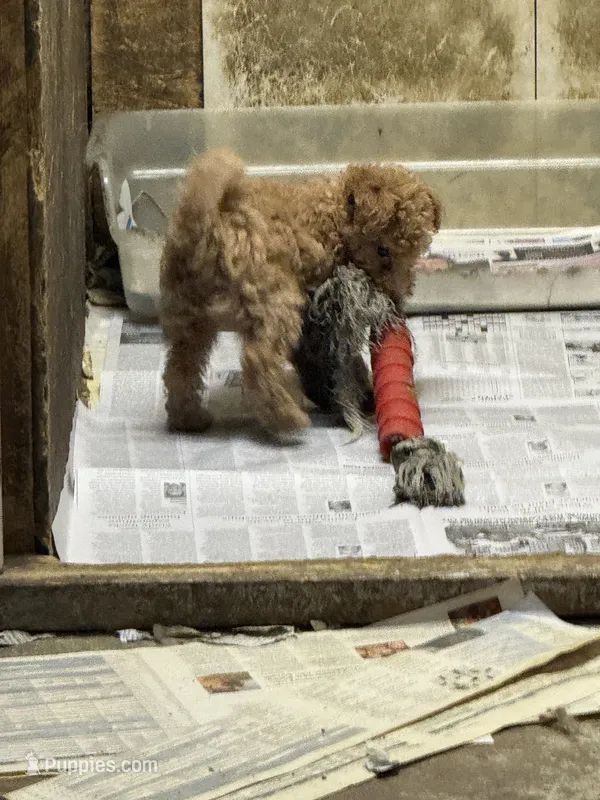 Milkyway – Aussiedoodle puppy on hold in Searcy, AR
