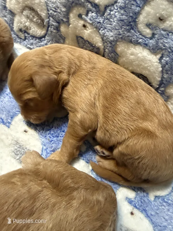 Rose – Labradoodle puppy for sale in Searcy, AR