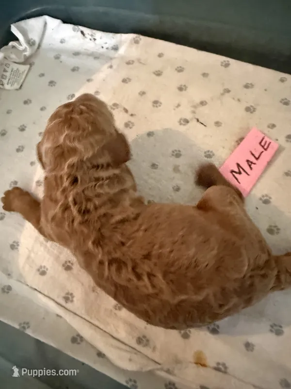 Red – Labradoodle, Poodle - Standard  puppy for sale in Searcy, AR