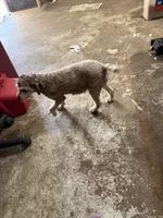 Toy Poodle , a  Poodle - Toy  for sale in Searcy, AR – 1 of 1