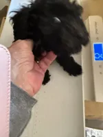 Ace, a male Poodle - Toy  for sale in Searcy, AR – 3 of 5