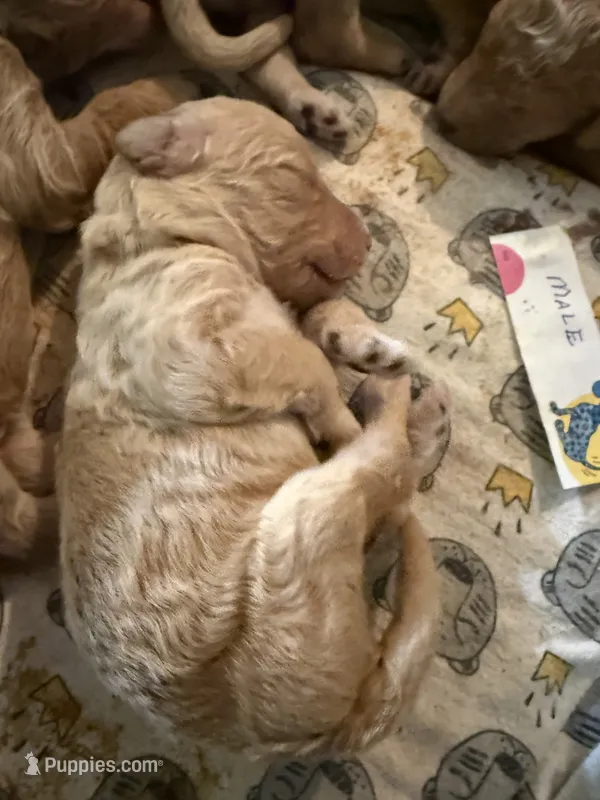 Teddy – Labradoodle puppy for sale in Searcy, AR