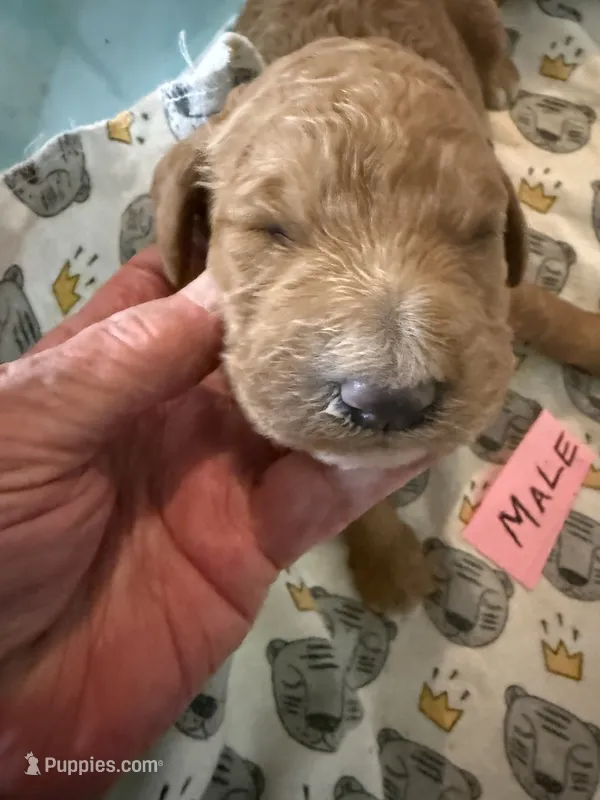 Red – Labradoodle, Poodle - Standard  puppy for sale in Searcy, AR