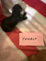Midnight , a female Aussiedoodle for sale in Searcy, AR – 2 of 2