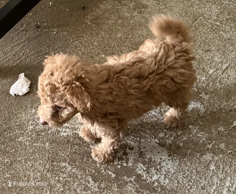 Milkyway – Aussiedoodle puppy for sale in Searcy, AR