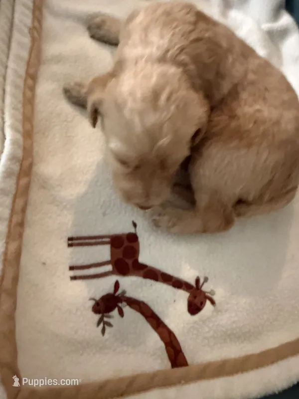 Labradoodle F1b – Labradoodle puppy for sale in Searcy, AR