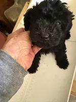 Ace, a male Poodle - Toy  for sale in Searcy, AR – 2 of 5