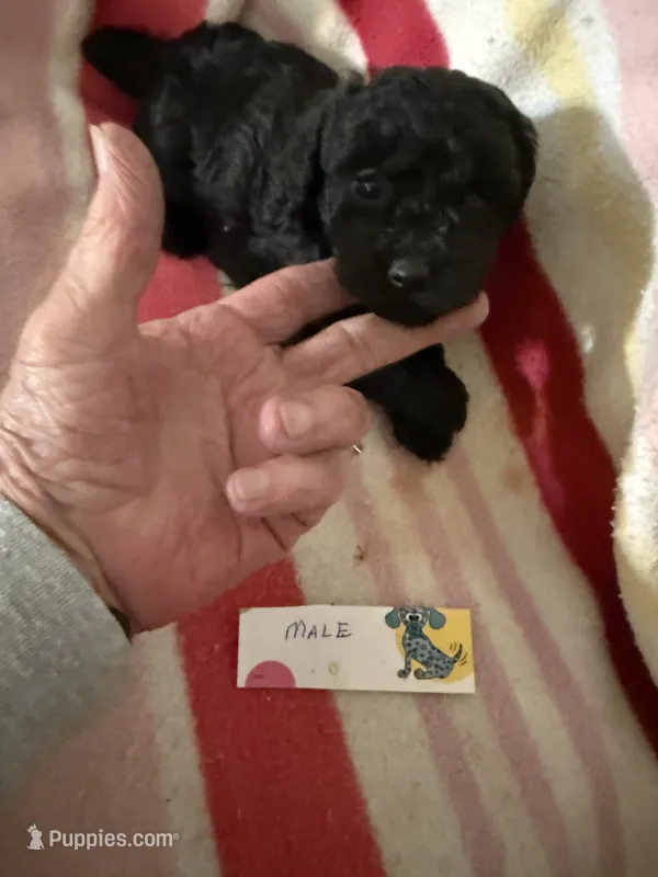 Souter – Poodle - Toy  puppy for sale in Searcy, AR