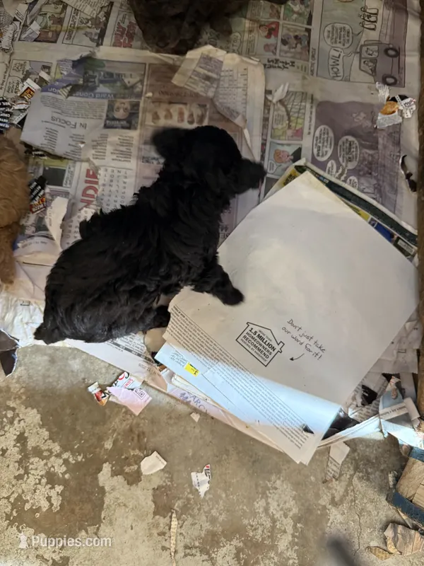 Midnight  – Aussiedoodle puppy for sale in Searcy, AR