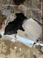 Midnight , a female Aussiedoodle for sale in Searcy, AR – 4 of 8