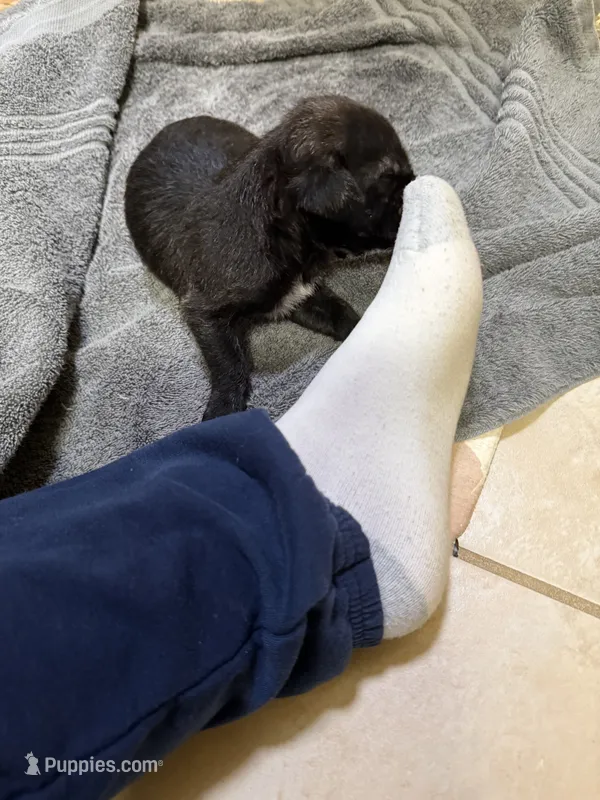 Black – Jack Russell Terrier puppy for sale in Searcy, AR