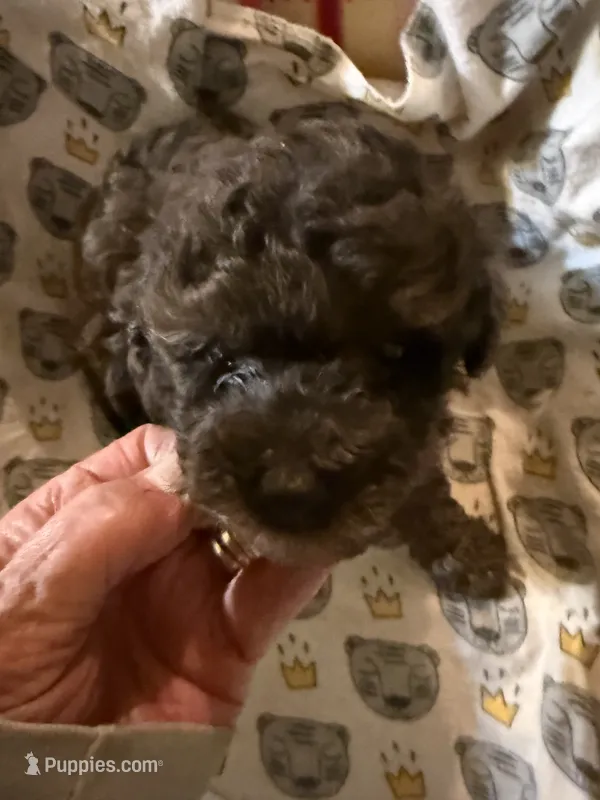 Cocoa  – Aussiedoodle puppy for sale in Searcy, AR