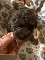 Cocoa , a male Aussiedoodle for sale in Searcy, AR – 2 of 10