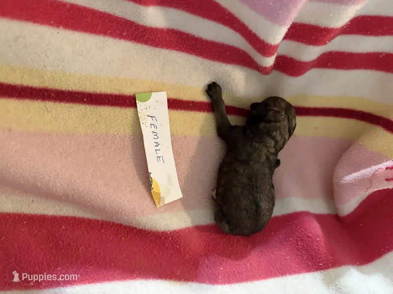 Coca – Poodle - Toy  puppy for sale in Searcy, AR