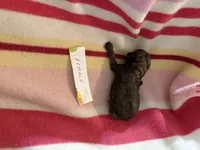 Coca, a female Poodle - Toy  for sale in Searcy, AR – 1 of 1