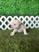 Halo, a male French Bulldog for sale in West Covina, CA – 2 of 6
