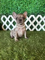Emmy, a female French Bulldog for sale in West Covina, CA – 3 of 5