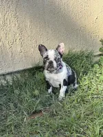 Eunice, a female French Bulldog for sale in West Covina, CA – 4 of 4