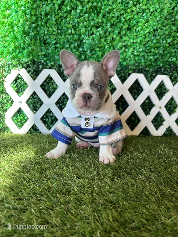 Enzo AKC – French Bulldog puppy for sale in West Covina, CA