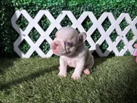 Ezra AKC , a male French Bulldog for sale in West Covina, CA – 6 of 8