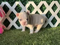Ezra AKC , a male French Bulldog for sale in West Covina, CA – 3 of 8