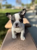 Ezra, a male French Bulldog for sale in West Covina, CA – 5 of 5