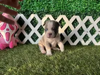 Enzo AKC, a male French Bulldog for sale in West Covina, CA – 2 of 10